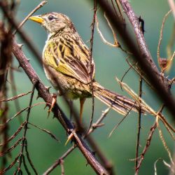 Wedge-tailed Grass-Finch